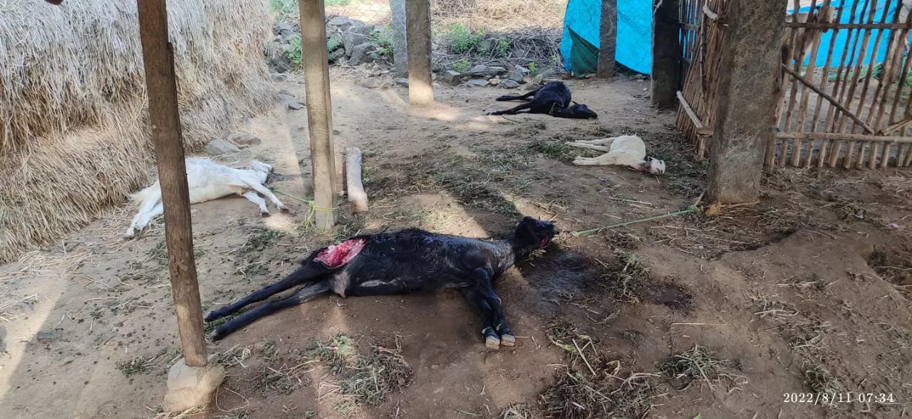 மர்ம விலங்கு கடித்து உயிரிழந்த கால்நடைகள்…. அச்சத்தில் பொதுமக்கள்…. வனத்துறையினருக்கு கோரிக்கை….!!!!