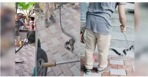 3 நாட்கள், 240 கி.மீட்டர் சொகுசு காருக்குள்….. உல்லாச பயணம் போன ராஜ நாகம்…. சுவாரஸ்யம் கலந்த அதிர்ச்சி சம்பவம்….!!!!