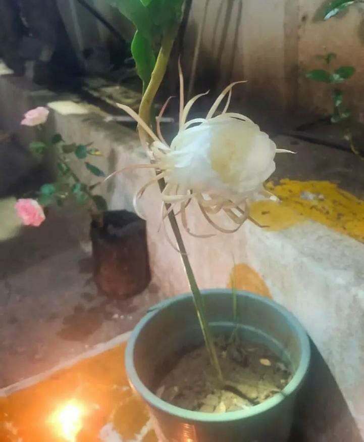 அடடே…!! இரவில் பூத்த அதிசய பூ…. பார்த்து ரசிக்கும் பொதுமக்கள்….!!!