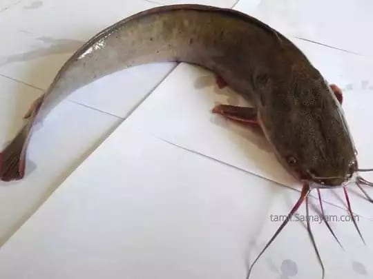 “ஆப்பிரிக்க கெளுத்தி மீன்கள்”  மீனவர்களின் வாழ்வாதாரம் பறிபோகும் அபாயம்..‌.‌ கலெக்டரின் திடீர் எச்சரிக்கை அறிவிப்பு….!!!!