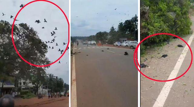 எங்கே போனது மனிதநேயம்…..!  “துடிதுடித்து இறந்த பறவை குஞ்சுகள்”…. வைரலாகும் வீடியோ….!!!!