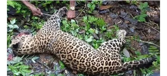 என்கிட்டயேவா…! தன்னை தாக்கிய சிறுத்தையை….. பதிலுக்கு குத்தி கொன்று….. பழி தீர்த்துக் கொண்ட கூலித்தொழிலாளி….!!!!