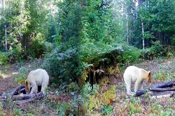 OMG: ஓநாய் கடித்து இறந்த வினோத கரடி…. சோகத்தில் மூழ்கிய ஆய்வாளர்கள்…..!!!!
