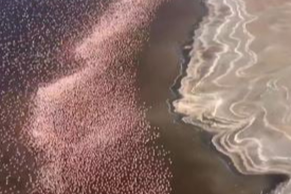 மெய் சிலிர்க்க வைத்த அதிசயம்….. 3,000,000 பறவைகள் ஒரே நேரத்தில்…. இணையத்தை மிரள வைக்கும் வீடியோ…!!!