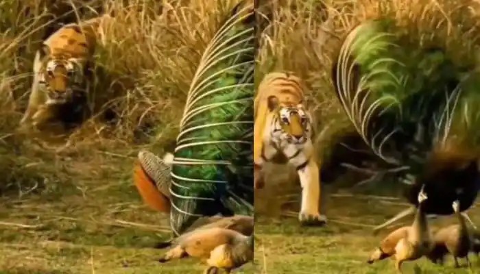 மயிலை காவுவாங்க துடித்த புலி…. சட்டெனெ நேர்ந்த சம்பவம்…. வெளியான பகீர் வீடியோ….!!!!