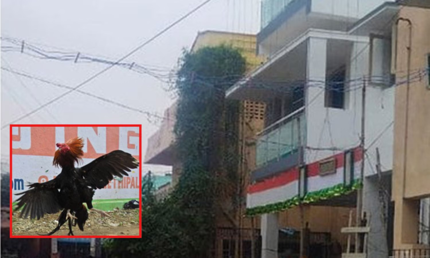 அதிர்ச்சி!… சேவலை பலி கொடுக்க சென்ற தொழிலாளி…. கடைசியில் அவரே பலியான விபரீதம்….. பரபரப்பு….!!!!!