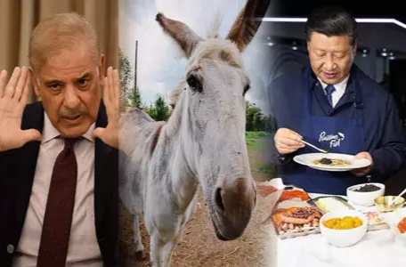 இதுதான் காரணமா….? பாகிஸ்தானில் இருந்து இறக்குமதி செய்யப்படும் செல்லப்பிராணிகள்…. ஆர்வத்தில் சீனா….!!!!