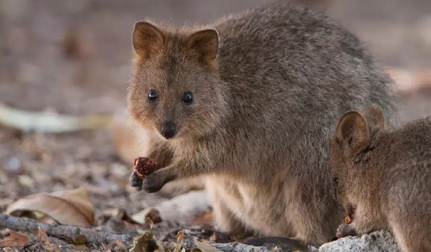 இதற்கு என்ன காரணம்?…. பிரபல நாட்டில் “மர்மமான முறையில் உயிரிழந்த கங்காரு  இனம்”…. விசாரணையில் அதிகாரிகள்….!!!!