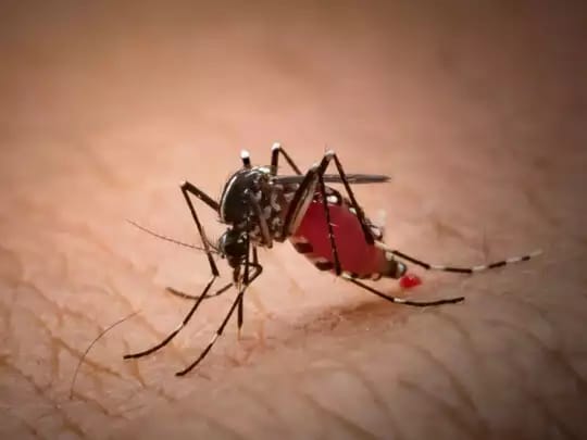 “தமிழகத்தில் கொசு ஒழிப்பு”…. நடவடிக்கைகளின் நிலை என்ன….? அரசின் அறிக்கை இதோ….!!!!!