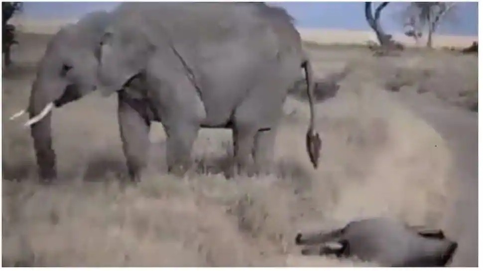 “குழந்தை போல் உருண்டு புரண்டு அடம்பிடிக்கும் குட்டியானை”…. இணையதளத்தில் வைரல் வீடியோ….!!!