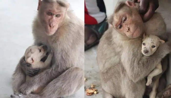 அன்பு ஒன்றே மாறாதது!…. நாய்க்குட்டியை தன் பிள்ளைபோல் வளர்க்கும் குரங்கு…. நெகிழ்ச்சி சம்பவம்….!!!!