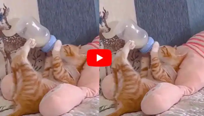 மெத்தையில் படுத்துக்கொண்டு…. கையில் பால் டப்பாவுடன்…. பூனைக் குட்டியின் கியூட் வீடியோ…. இணையத்தில் வைரல்…!!!!