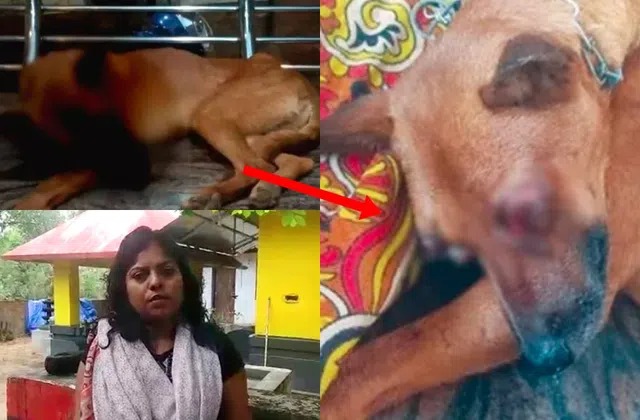 அய்யோ இப்படி ஒரு கொடுமையா?….. நாயின் கண்களை தோண்டியெடுத்த கொடூரம்…. அட்டூழியம்….!!!!