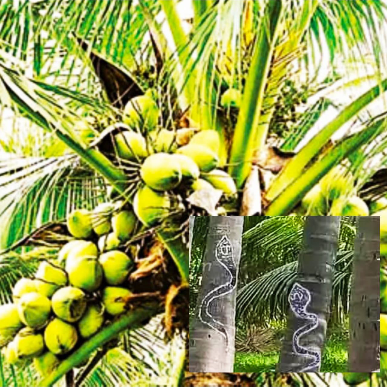 இளநீர் தேங்காயை பாதுகாக்க… தென்னை மரத்தில் பாம்பு ஓவியம்… விவசாயிகளின் புதிய முயற்சி…!!!