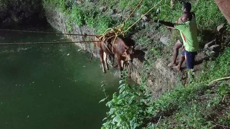 உயிருக்கு போராடிய பசுமாடு…. அதிர்ச்சியடைந்த குடும்பத்தினர்…. தீயணைப்பு வீரர்களின் செயல்…!!!