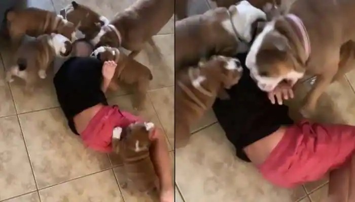 என்ன ஒரு பாசம்!…. நடுவில் சிறுவன்!…. சுற்றி நாய்க் குட்டிகள்…. இணையத்தை கலக்கும் வைரல் வீடியோ….!!!!