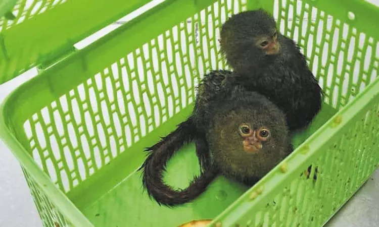 சென்னைக்கு விமானத்தில் கடத்திய “4 அரியவகை குரங்கு குட்டிகள்”…. சுங்க இலாகா அதிகாரிகளின் முடிவு…!!!