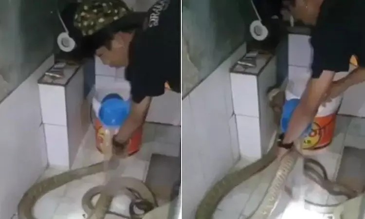 என்ன நடக்குது இங்கே?…. குளியறையில் நாகபாம்பு… நீர் ஊற்றி குளிப்பாட்டிய நபர்…. வெளியான பகீர் வீடியோ….!!!!