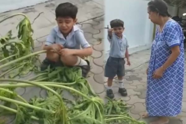 “நிச்சயம் சாபம் கிடைக்கும்”…. பப்பாளி மரத்தை தாய் வெட்டியதால் கதறி கதறி அழுது திட்டிய சிறுவன்….!!!!!