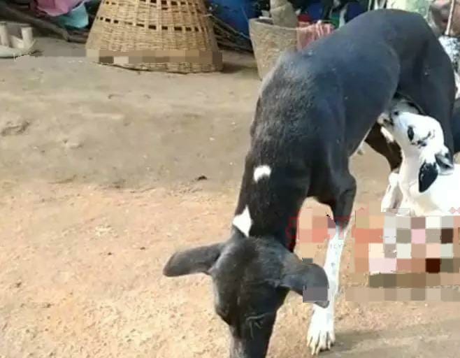 தாயின்றி தவித்த ஆட்டுக்குட்டிகளுக்கு பாலூட்டும் நாய்…. ஆச்சரியத்துடன் பார்த்து செல்லும் கிராம மக்கள்…!!!