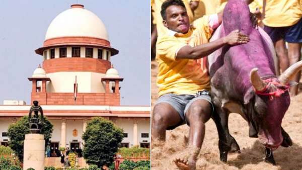 பொழுது போக்கு விளையாட்டு அல்ல.! காளைகள் துன்புறுத்தப்படவில்லை…. ஜல்லிக்கட்டுக்கு எதிரான வழக்குகளை தள்ளுபடி செய்ய கோரி தமிழக அரசு வலியுறுத்தல்.!!