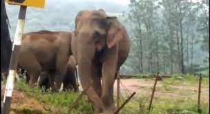 சபரிமலையில் தீடிரென கூட்டம் கூட்டமாக வந்த யானைகள்… விரட்டி அடித்த வன ஊழியர்கள்…!!!!!!