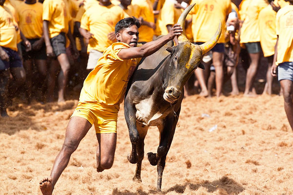 புதுக்கோட்டை தச்சங்குறிச்சியில் ஜனவரி 8ஆம் தேதி ஜல்லிக்கட்டு நடைபெறும் என அறிவிப்பு..!!