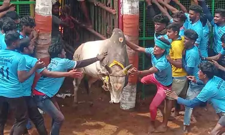 சீறிப்பாய்ந்த காளைகள்…. சிறப்பு சப்-இன்ஸ்பெக்டர் உள்பட 30 பேர் காயம்….!!!!