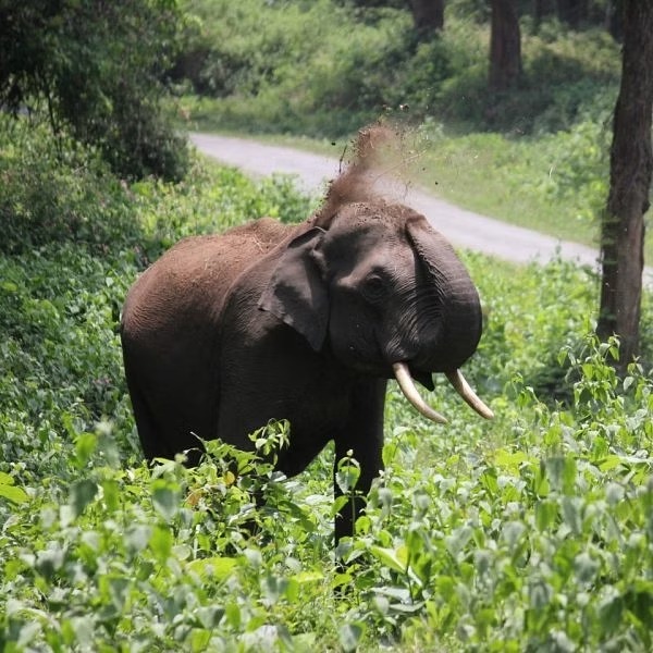 எல்லை மீறும் அட்டகாசம்…. வீடுகளுக்குள் முடங்கிய மக்கள்…. வனத்துறையினருக்கு விடுத்த கோரிக்கை…!!!!