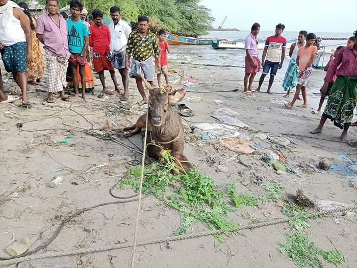 கடலில் தத்தளித்துக் கொண்டிருந்த மிளா வகை மான்…. மீனவர்களின் துரிதச் செயல்…..!!!!!