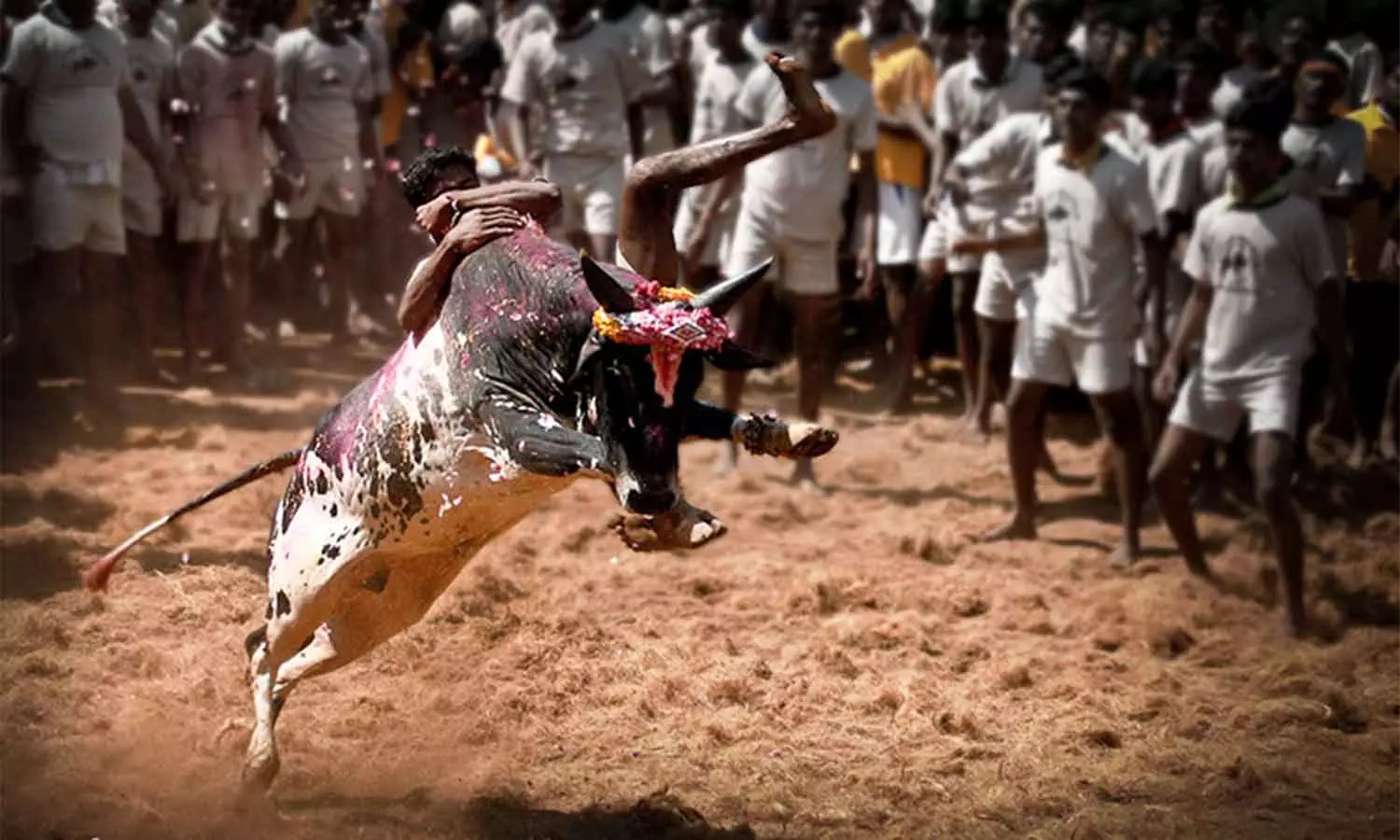 காளைகளுடன் 2 பேருக்கு மட்டுமே அனுமதி…. ஜல்லிக்கட்டுக்கான வழிகாட்டு நெறிமுறைகளை வெளியிட்ட தமிழக அரசு..!!