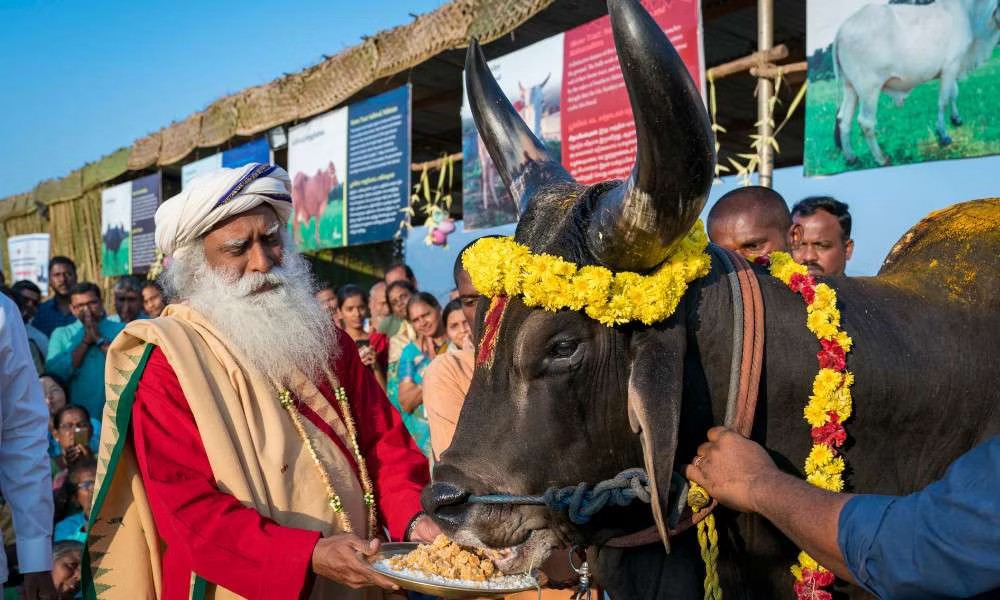 உழவர்களின் நண்பன்…. மாட்டுப் பொங்கல் எதற்காக கொண்டாடுறாங்க தெரியுமா?…. இதோ சுவாரசியமான சிறப்பு தொகுப்பு….!!!!!