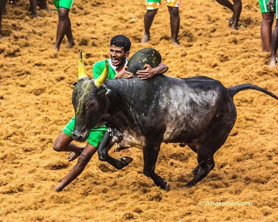 150 பார்வையாளர்கள் மட்டுமே அனுமதி… ஜல்லிக்கட்டு கட்டுபாடுகள்… மாவட்ட ஆட்சியர் அதிரடி அறிவிப்பு..!!!