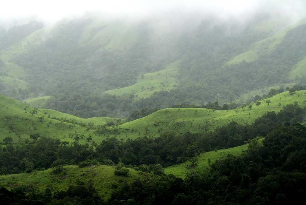 போதை காளான்களை தேடி சென்ற வாலிபர்கள்…. அடர்ந்த வனப்பகுதியில் 3 நாட்களாக சிக்கி தவிப்பு…. பரபரப்பு சம்பவம்…!!