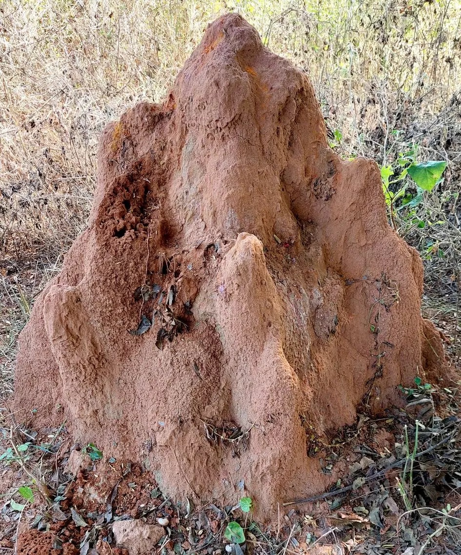 விநாயகர் வடிவில் உருவான “புற்று”…. மாலை அணிவித்து வழிபட்ட பக்தர்கள்….!!!