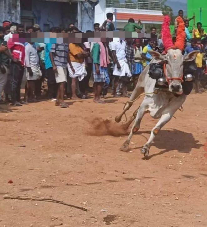 சீறிப்பாய்ந்து கிணற்றில் விழுந்த காளை…. மாடுகள் முட்டி 64 பேர் காயம்…. பரபரப்பு…!!