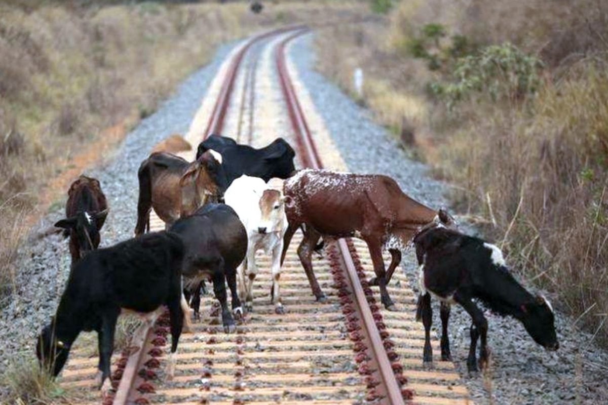 அடக்கொடுமையே..! பசுக்களை ரயிலில் தள்ளி கொலை….. உ.பி.,யில் அதிர்ச்சி சம்பவம்…!!