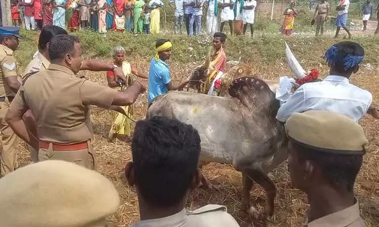 100-க்கும் மேற்பட்ட போலீசார்…. காளைகளை அவிழ்த்துவிட்ட 2 பேர் கைது…. அதிரடி நடவடிக்கை…!!