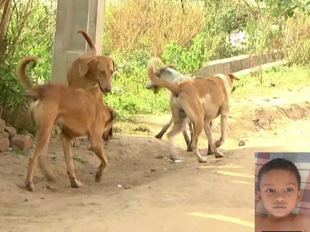 மீண்டும் தெரு நாய்களால் தாக்கப்பட்ட மற்றொரு சிறுவன்…. பெரும் பரபரப்பு சம்பவம்….!!!!