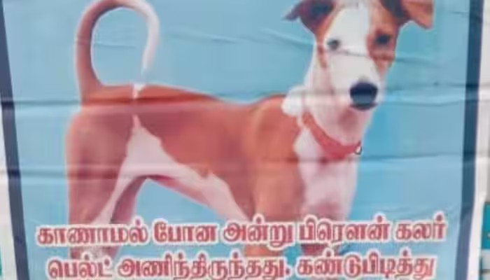 பிரௌனி தொலைஞ்சுட்டு…. கண்டுப்பிடிச்சு தந்தால் சன்மானம்…. போஸ்டர் ஒட்டிய உரிமையாளர்….!!!!