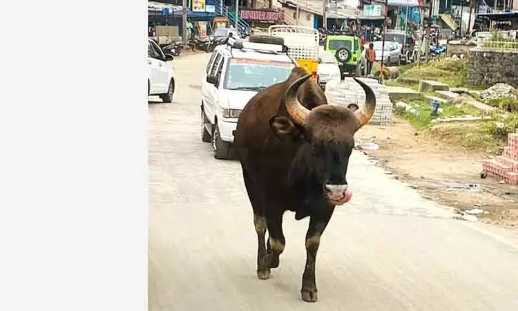 இறந்து கிடந்த ஆடுகள்…. சாலையில் உலா வரும் காட்டெருமை…. அச்சத்தில் பொதுமக்கள்…!!