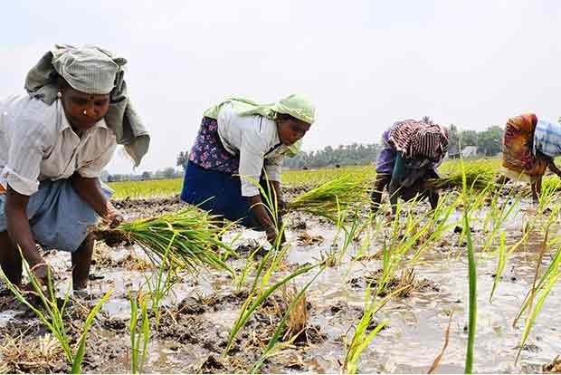 விவசாயிகளே!… இதற்கெல்லாம் இழப்பீடு உண்டு?….. முதல்வர் ஸ்டாலின் முக்கிய அறிவிப்பு….!!!!