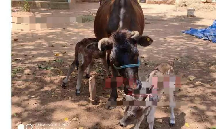 2 கன்றுகளை ஈன்ற பசு…. ஆச்சரியத்துடன் பார்த்து செல்லும் பொதுமக்கள்….!!