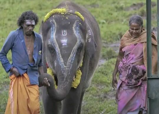 முதுமலை தம்பதியிடம் மீண்டும் குட்டி யானை…. புலிகள் காப்பக இயக்குநர் தகவல்….!!!!