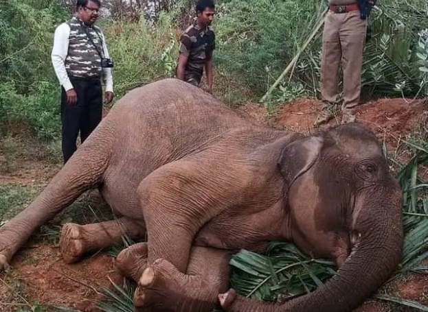 பெண் யானை உயிரிழப்புக்கு காரணம் இதுதான்…. உடற்கூராய்வில் வெளியான தகவல்..!!!