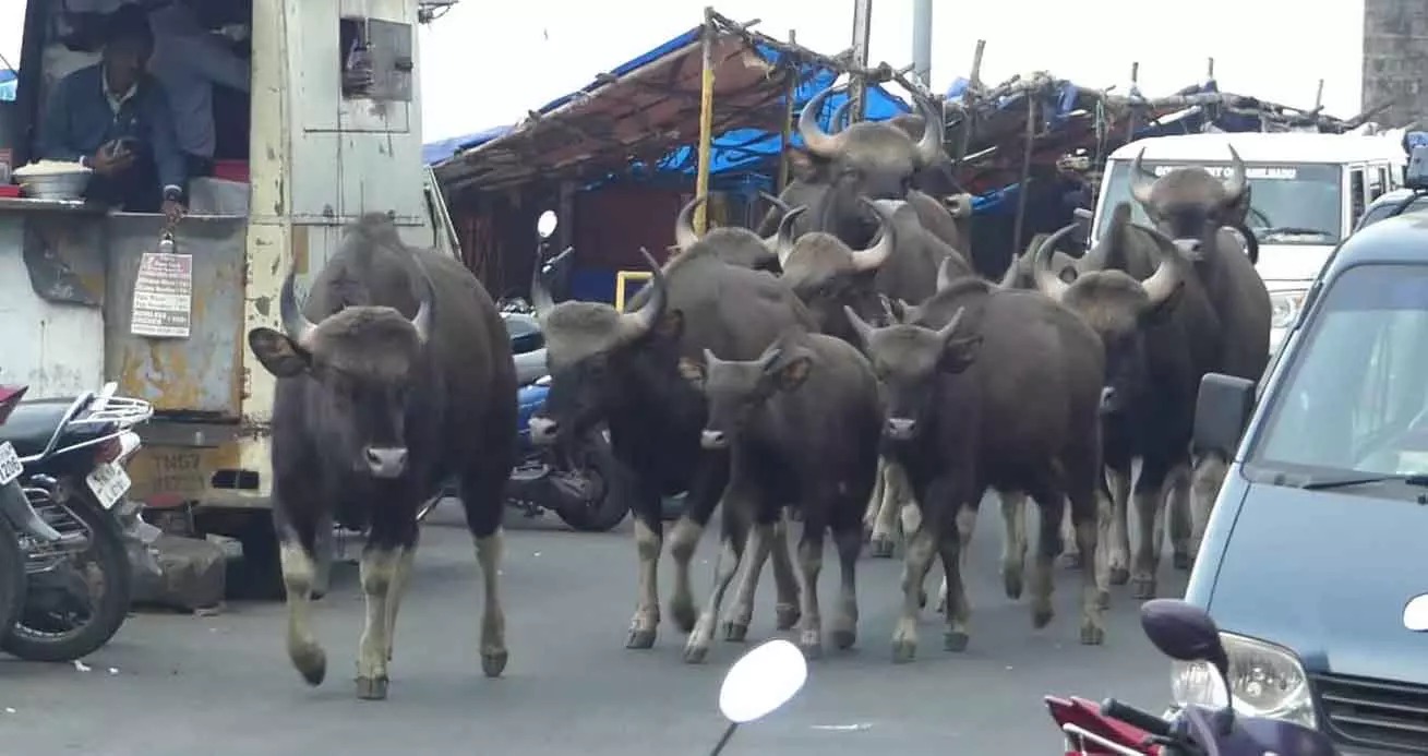 ஊருக்குள் நுழைந்த காட்டெருமைகள்…. அலறியடித்து ஓடிய பொதுமக்கள்…. விரட்டியடித்த வனத்துறையினர்…!!