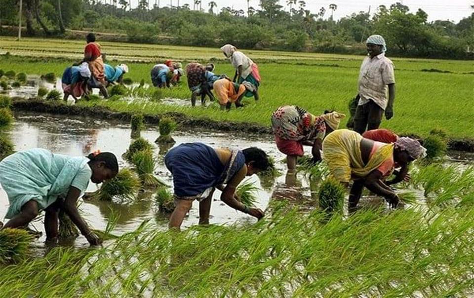 விவசாயிகள் கவனத்திற்கு!…. பயிர் காப்பீடு செய்ய கடைசி நாள்… வெளியான முக்கிய தகவல்….!!!!