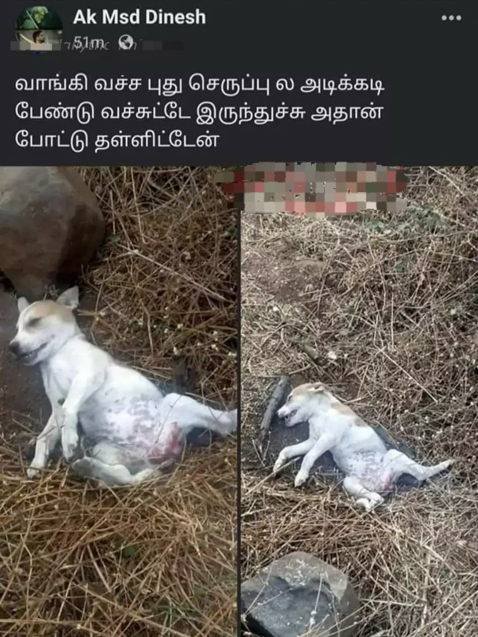 நாயை கொன்று முகநூலில் பதிவிட்ட விவகாரம்…. வாலிபரை கைது செய்த போலீஸ்…. அதிரடி நடவடிக்கை…!!