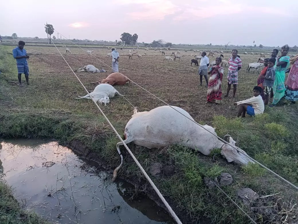 மேய்ச்சலுக்கு சென்ற 6 மாடுகள்…. எதிர்பாராமல் நடந்த சம்பவம்…. போலீஸ் விசாரணை…!!