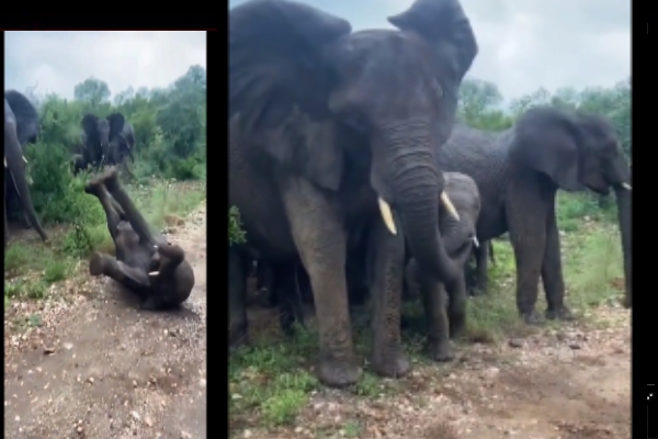 “அழாத டா செல்லம் நாங்க இருக்கோம்”…. கீழே விழுந்த குட்டி யானையை சமாதானப்படுத்திய பெரிய யானைகள்…. வைரல் வீடியோ….!!!